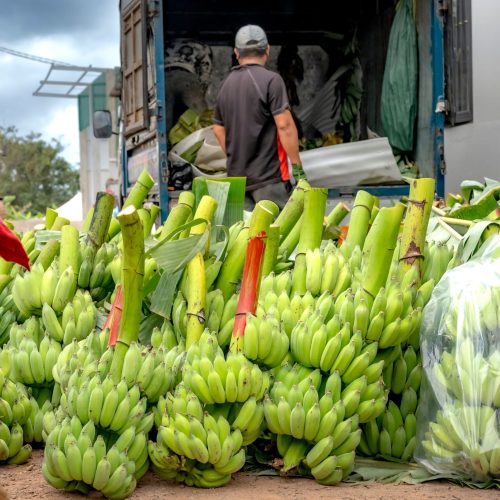 Bustling market scene with bunches of fresh green bananas being loaded into a truck.