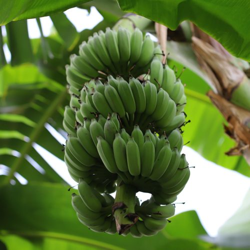 Close-up of green bananas hanging on a banana tree in a tropical setting, evoking freshness.