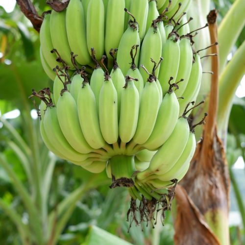 Close-up of green bananas growing on a tree in Thailand. Lush, tropical view.